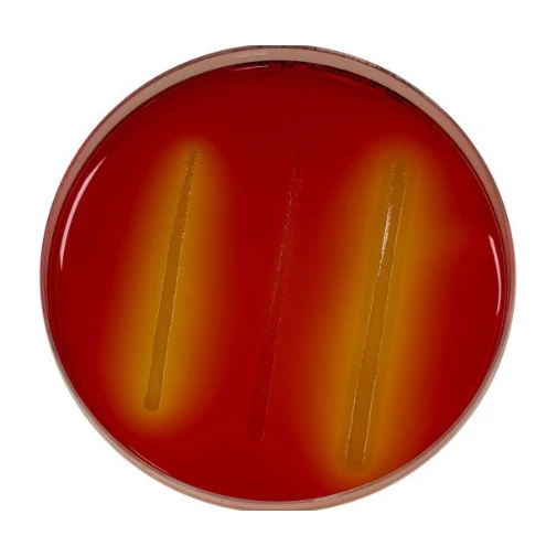 Confirm L. Mono Agar 10 Placas