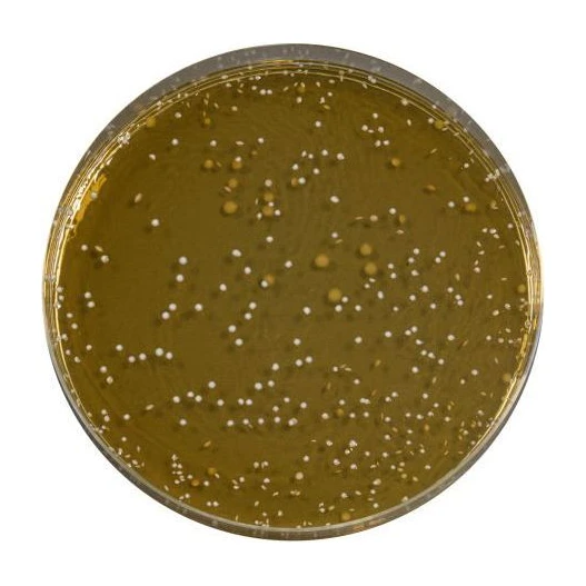 MRS Agar 500 G