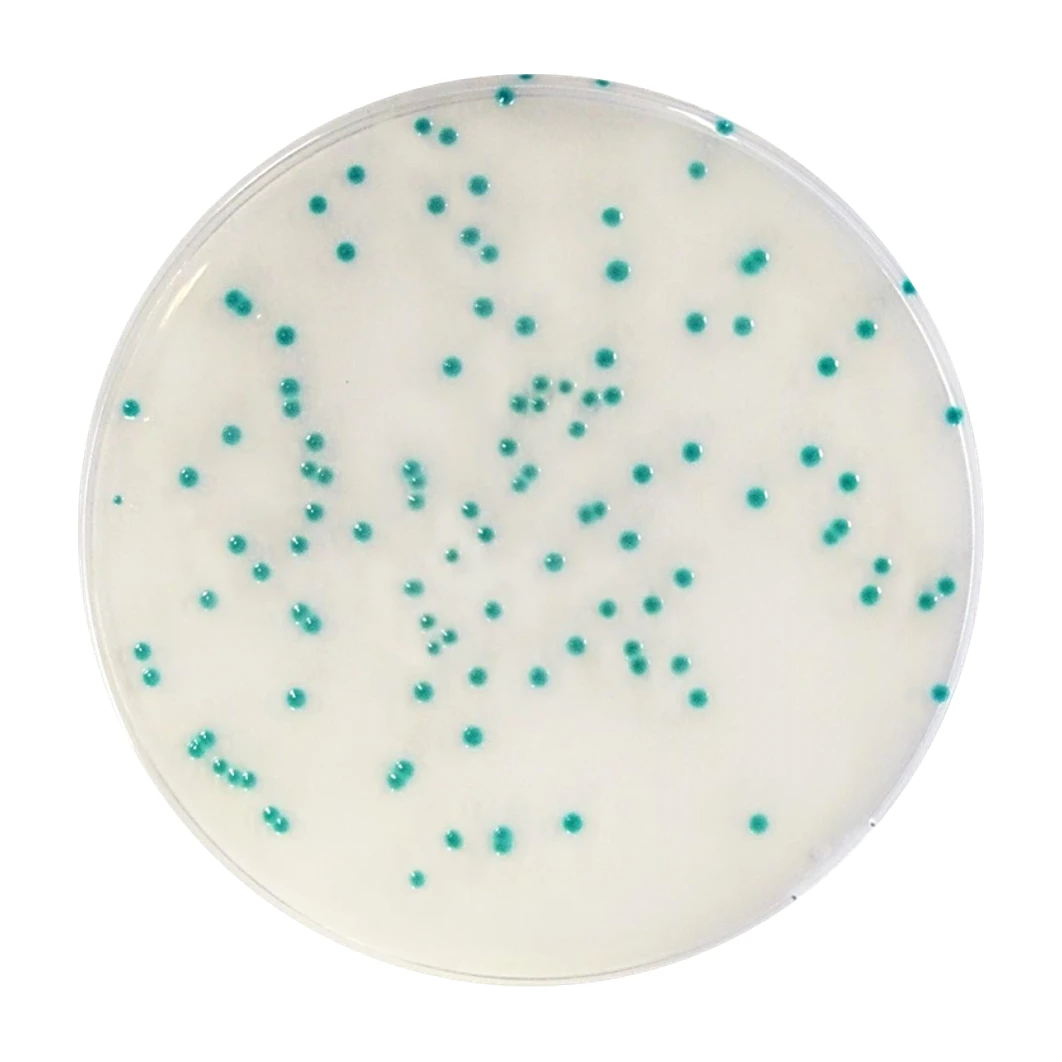 Rhapsody Agar 20 Placas 90 mm