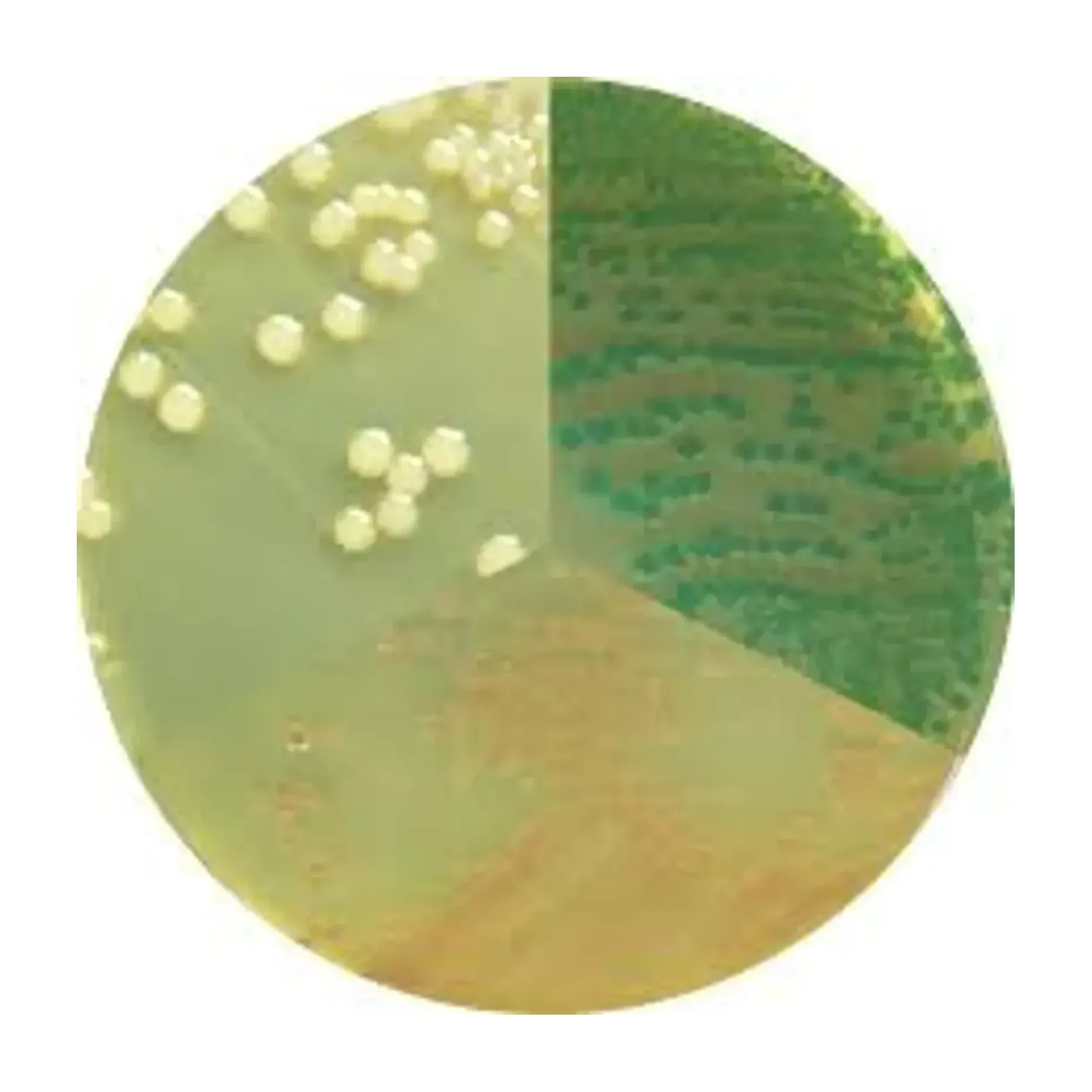 VIBRIO CHROMOGENIC AGAR 500 G