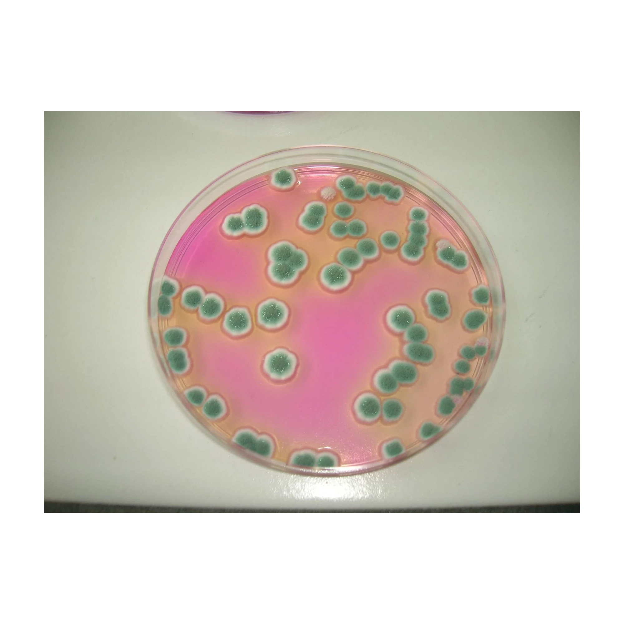 DRBC Agar 10x200 ml