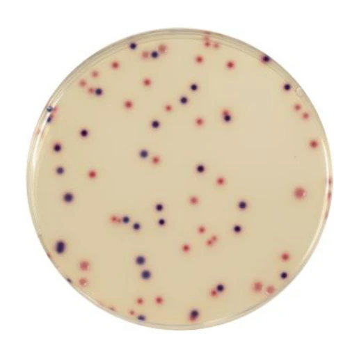 Compass Ecc Agar 500 G