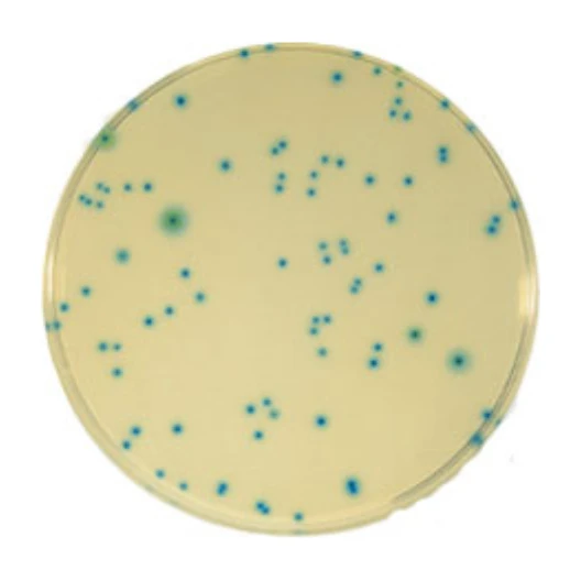 TBX Agar 10x100 ml