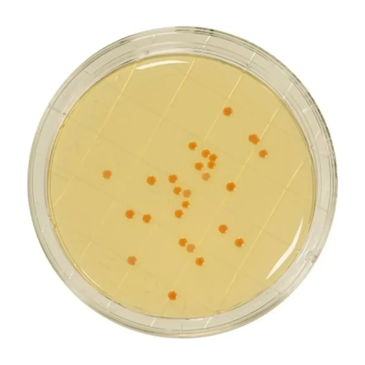 Contact PCA + TTC + Neutralisants Cx 30
