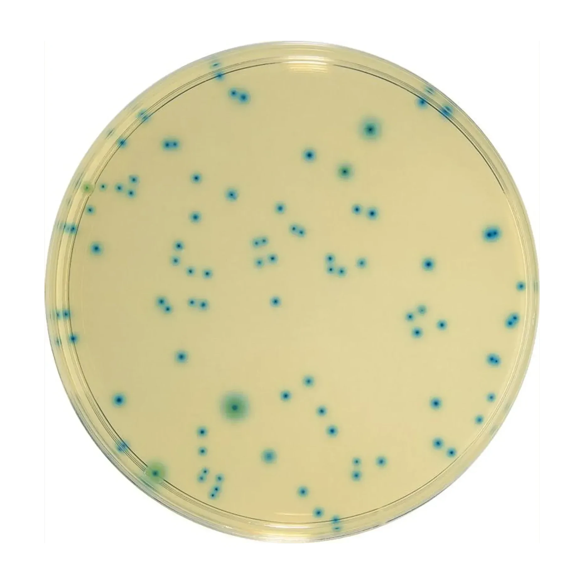TBX Agar 500 G