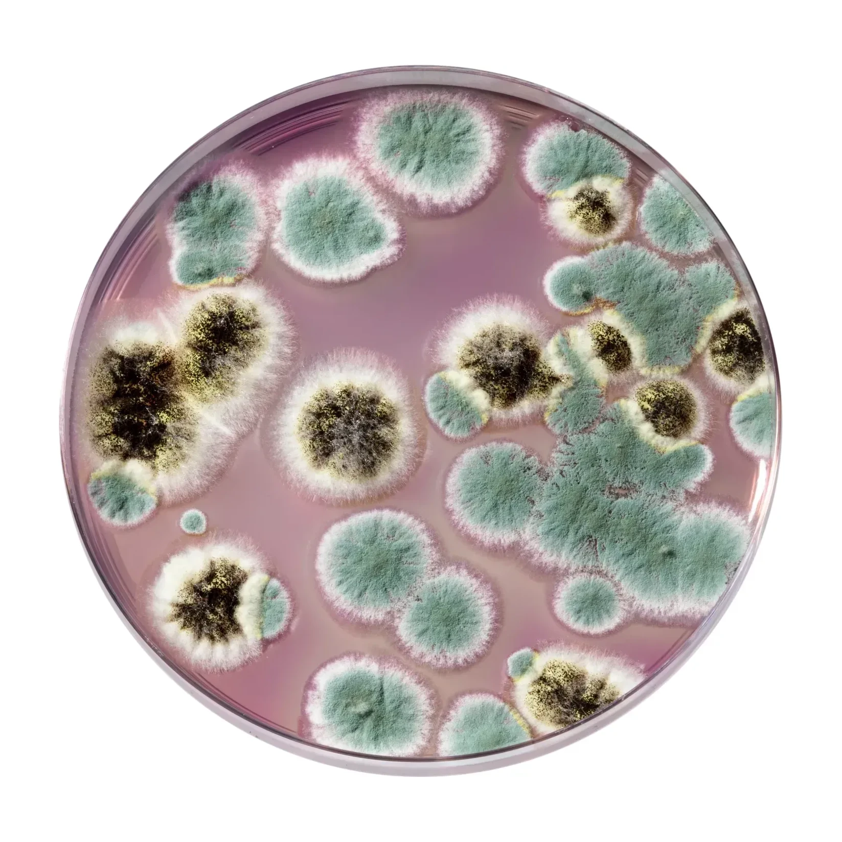 Symphony Agar 500 g