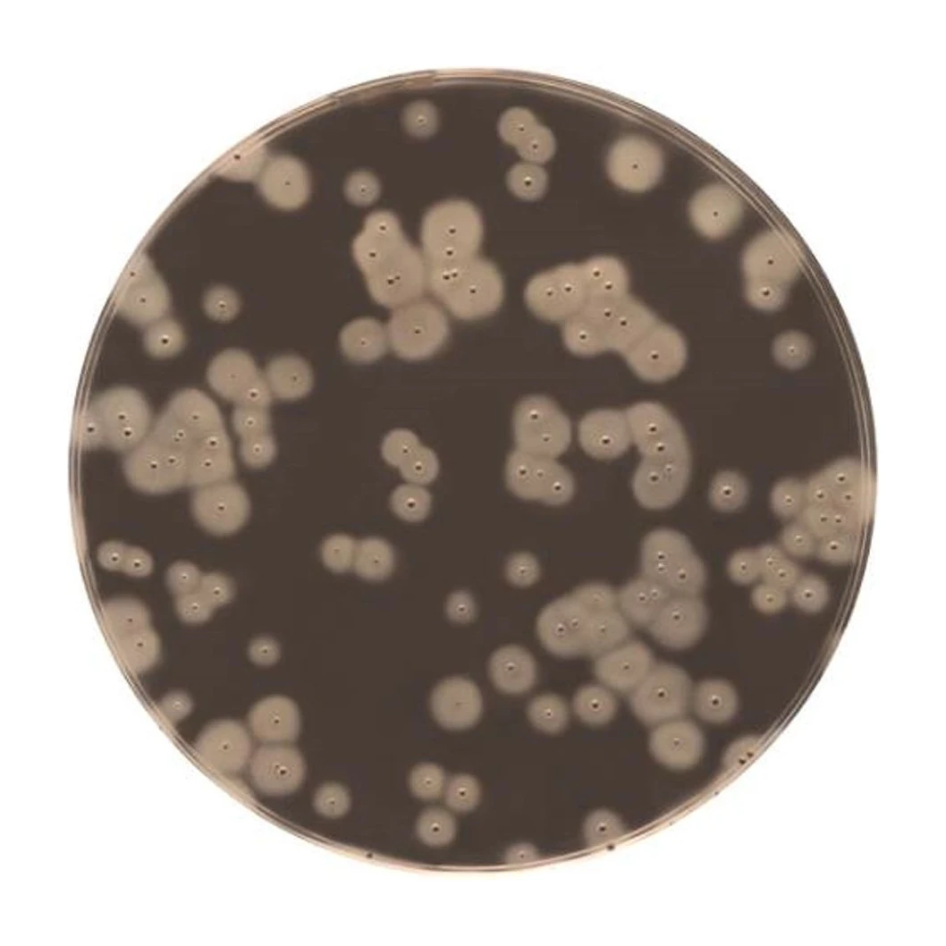 EASY STAPH Agar 6x100 ml
