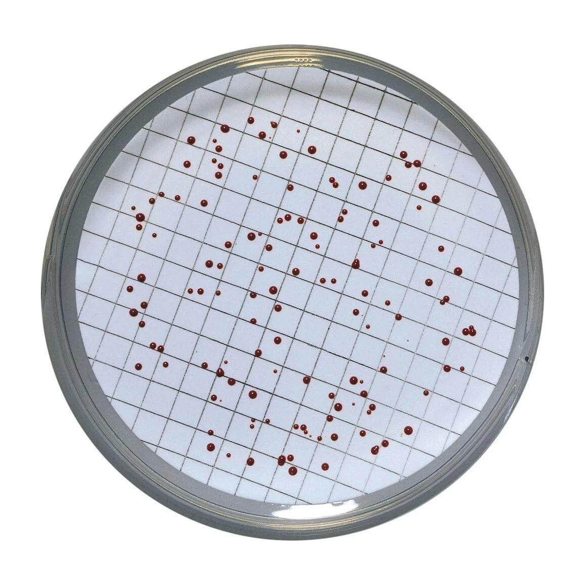 Slanetz & Bartley Agar 20 Placas 55 mm