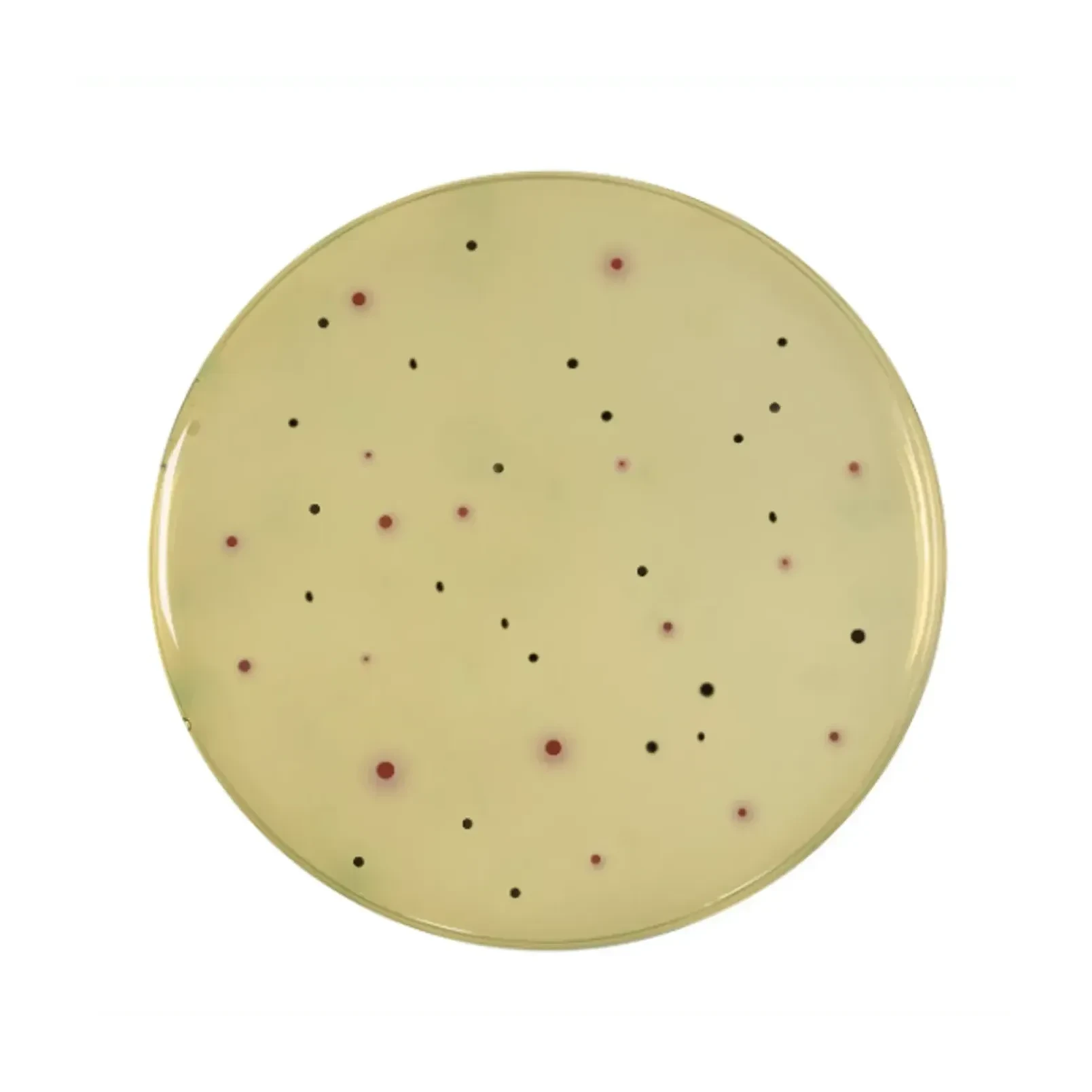 Perfect Duo Agar 10 x 200 ml