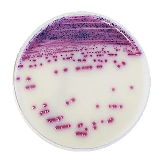 Iris Salmonella Agar 20 Placas/90