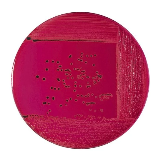 XLD Agar 20 Placas