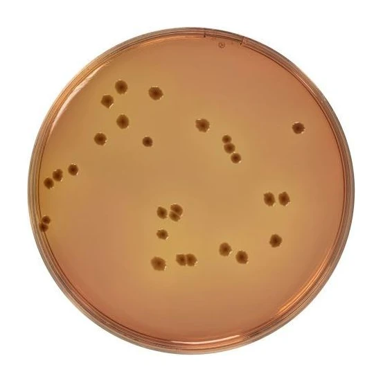 Macconkey-Sorbitol Agar Base 500 G