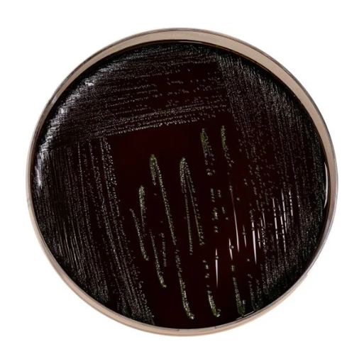 Palcam Agar 500 G