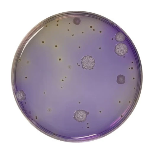 Dextrose Tryptone Agar 500 G