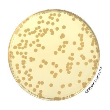 Tryptone Soy Agar 10x200 ml