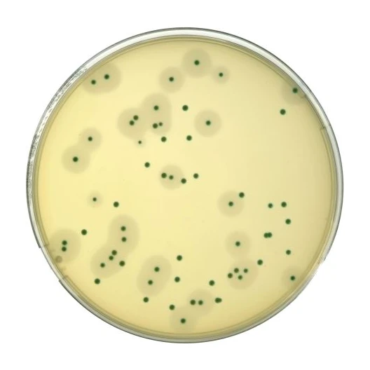 Compass Listeria Agar 20 Placas