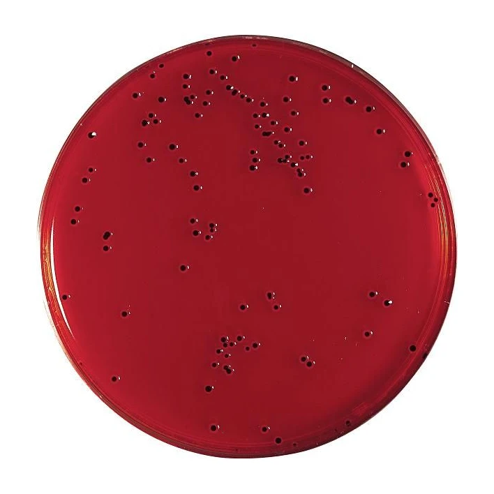 XLT4 Agar 20 Placas