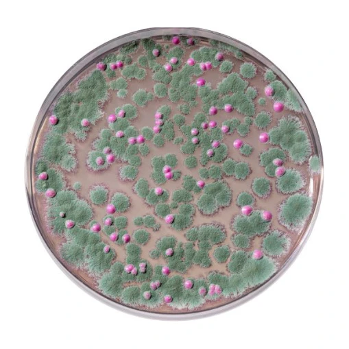 Symphony Agar 10X200 ml