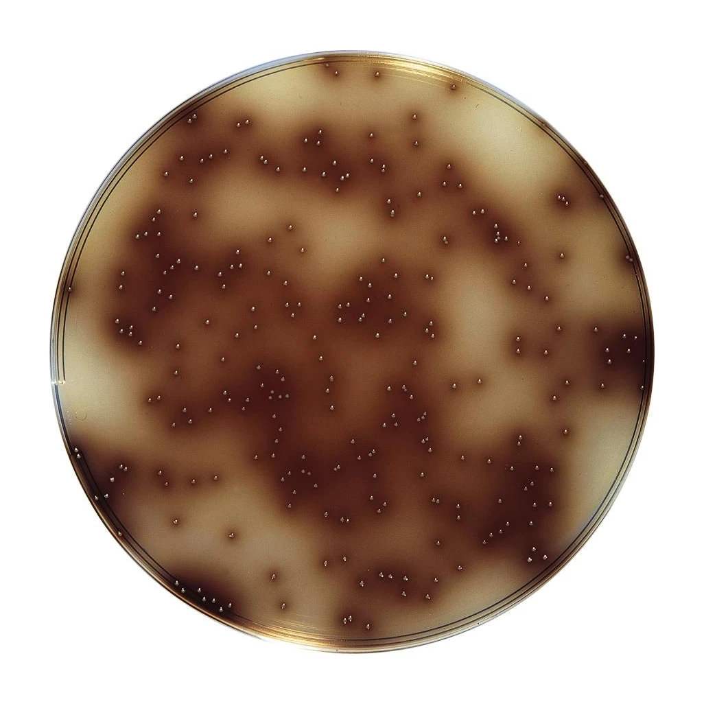 Bile Esculin Azide Agar 10X100 ml