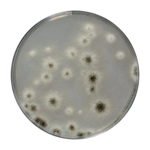 Sabouraud Dextrose Chloramph. Agar 10x200 ml