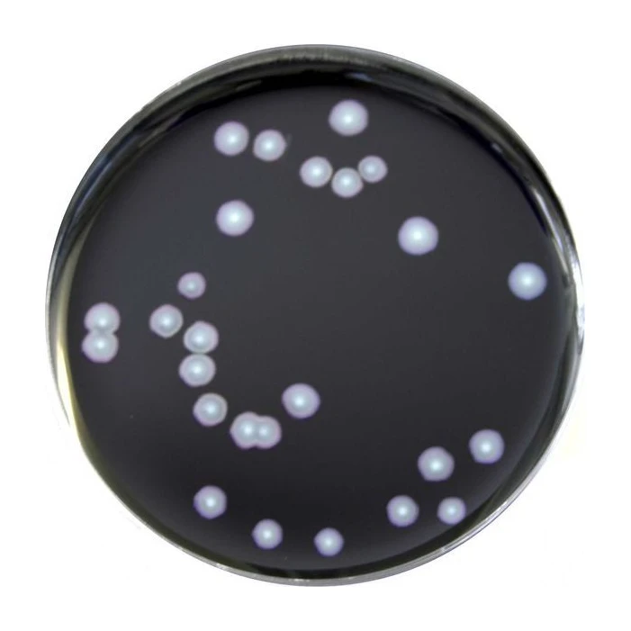 GVPC Agar 120 Placas