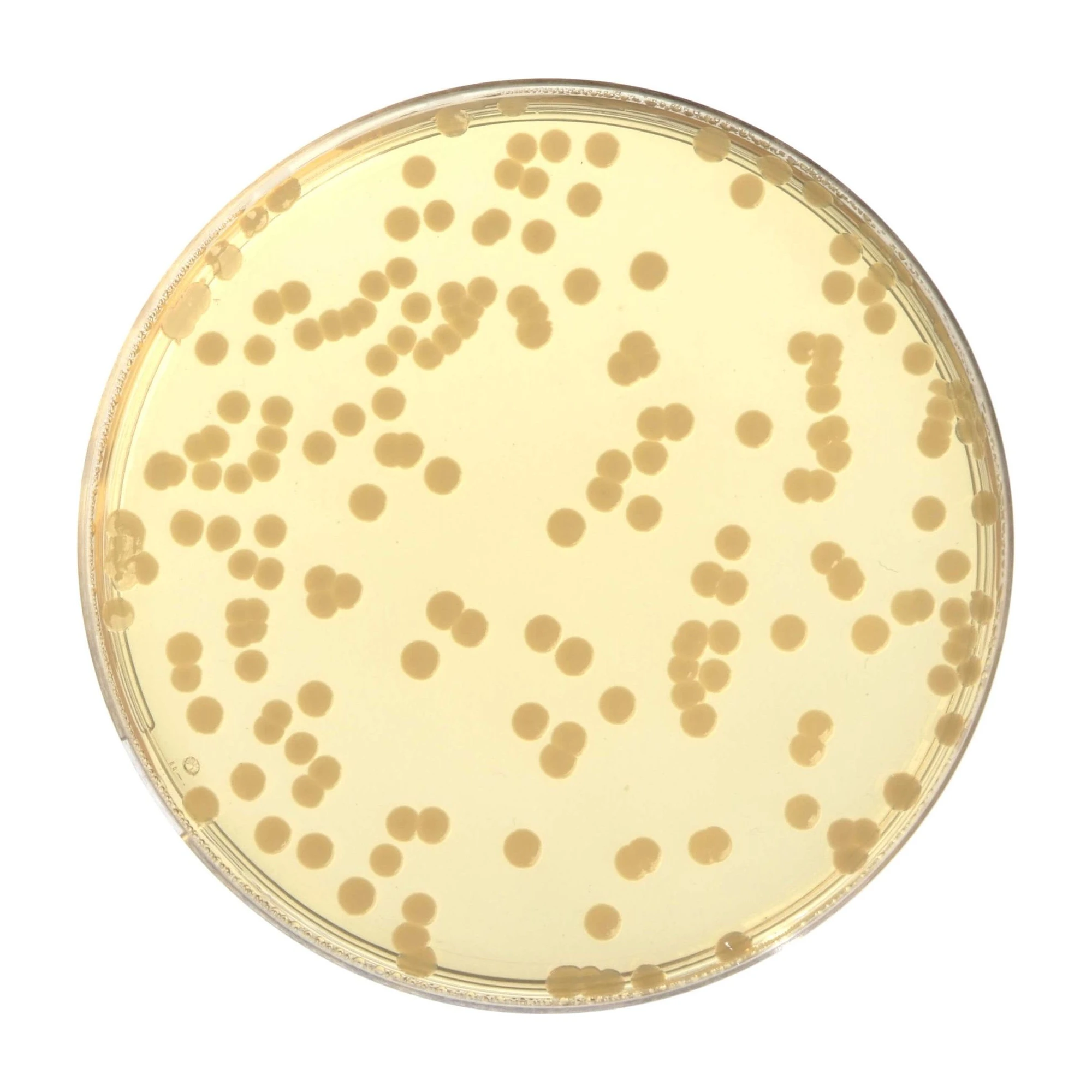 Tryptone Soy Agar 20 Placas