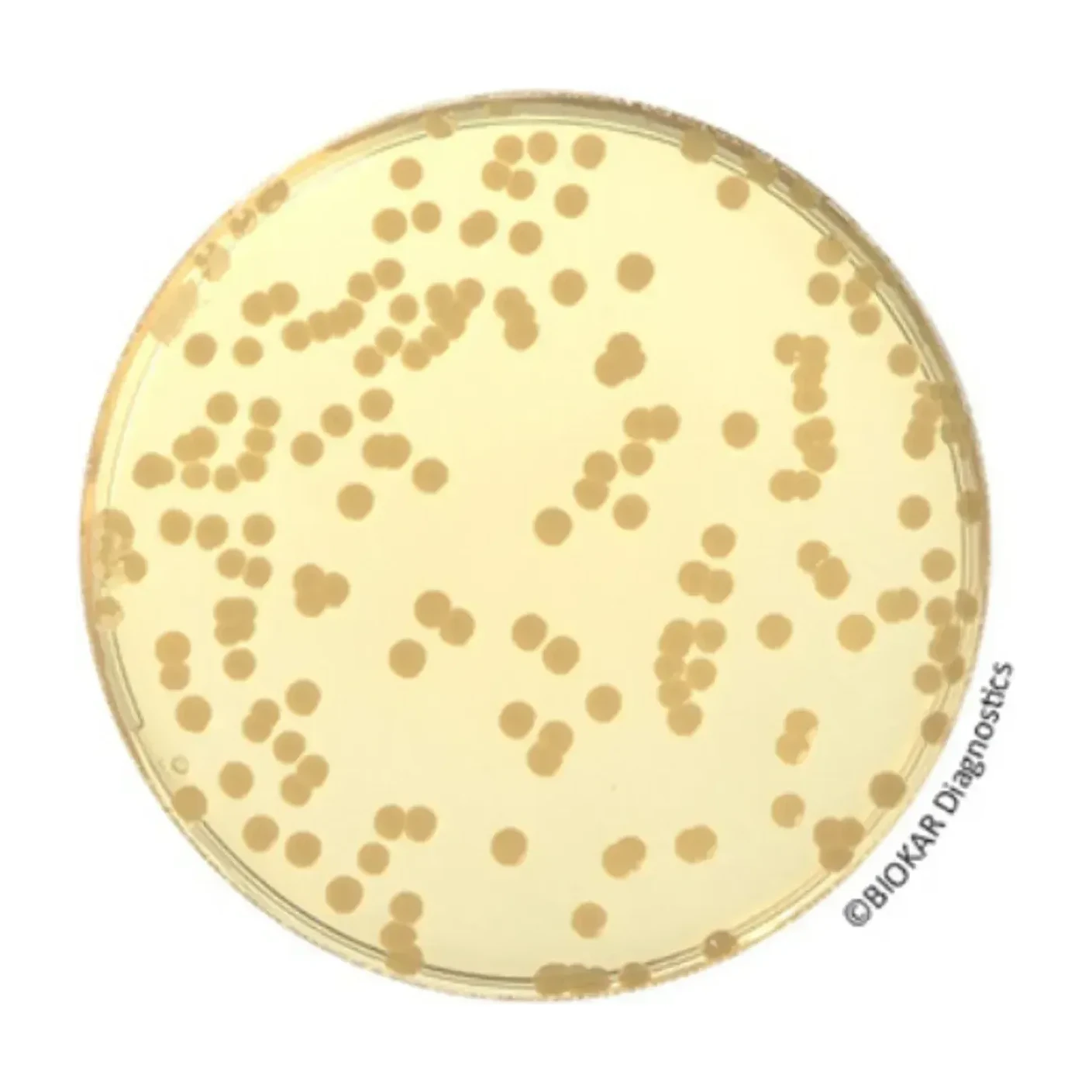 Tryptone Soy Agar 10x100 ml