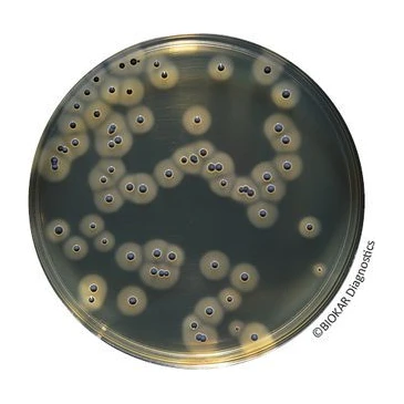 Baird Parker RPF Agar Kit 6X200 ml