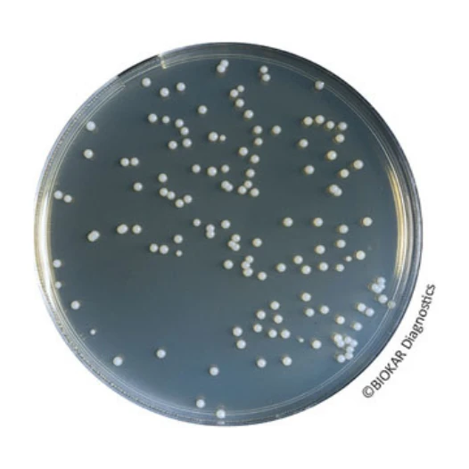 Orange Serum Agar 500 G
