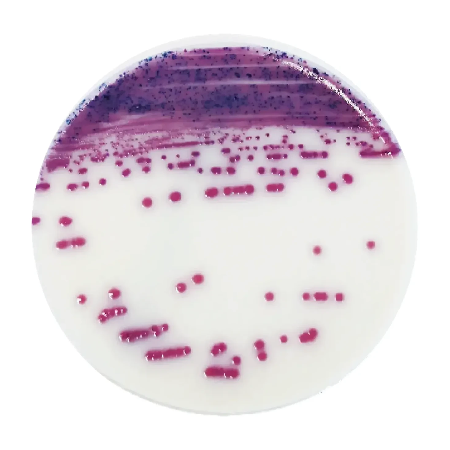 IRIS Salmonella Agar 500 G