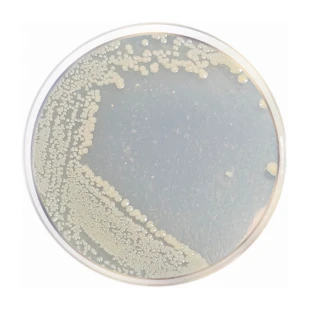 Marine Agar 500 G