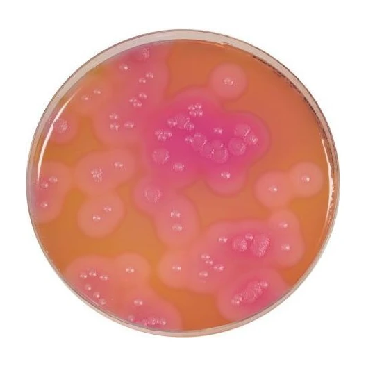 Bacillus Cereus Agar 20 Placas