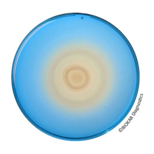 Sesame Salmonella Detection 500 G