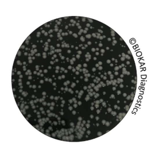GVPC Agar 20 Placas