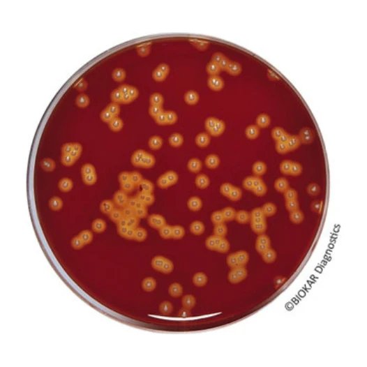 Columbia Agar Base 500 G