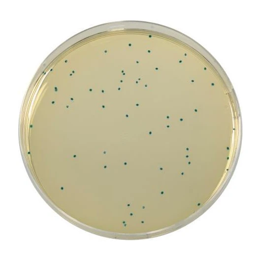 Compass Enterococcus Agar 500 G