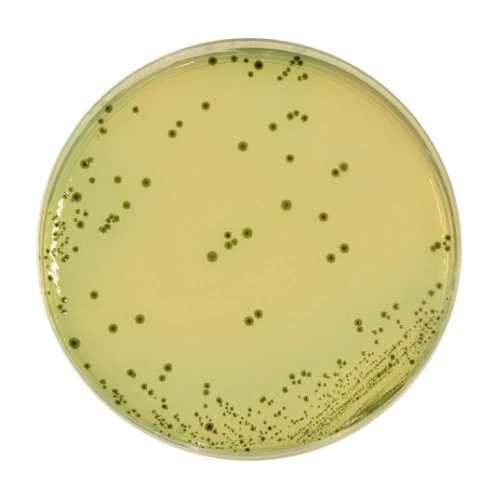 Bismuth Sulfite Agar 500 G