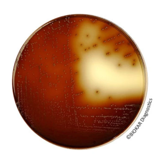 K.F. Streptococus Agar 500 G