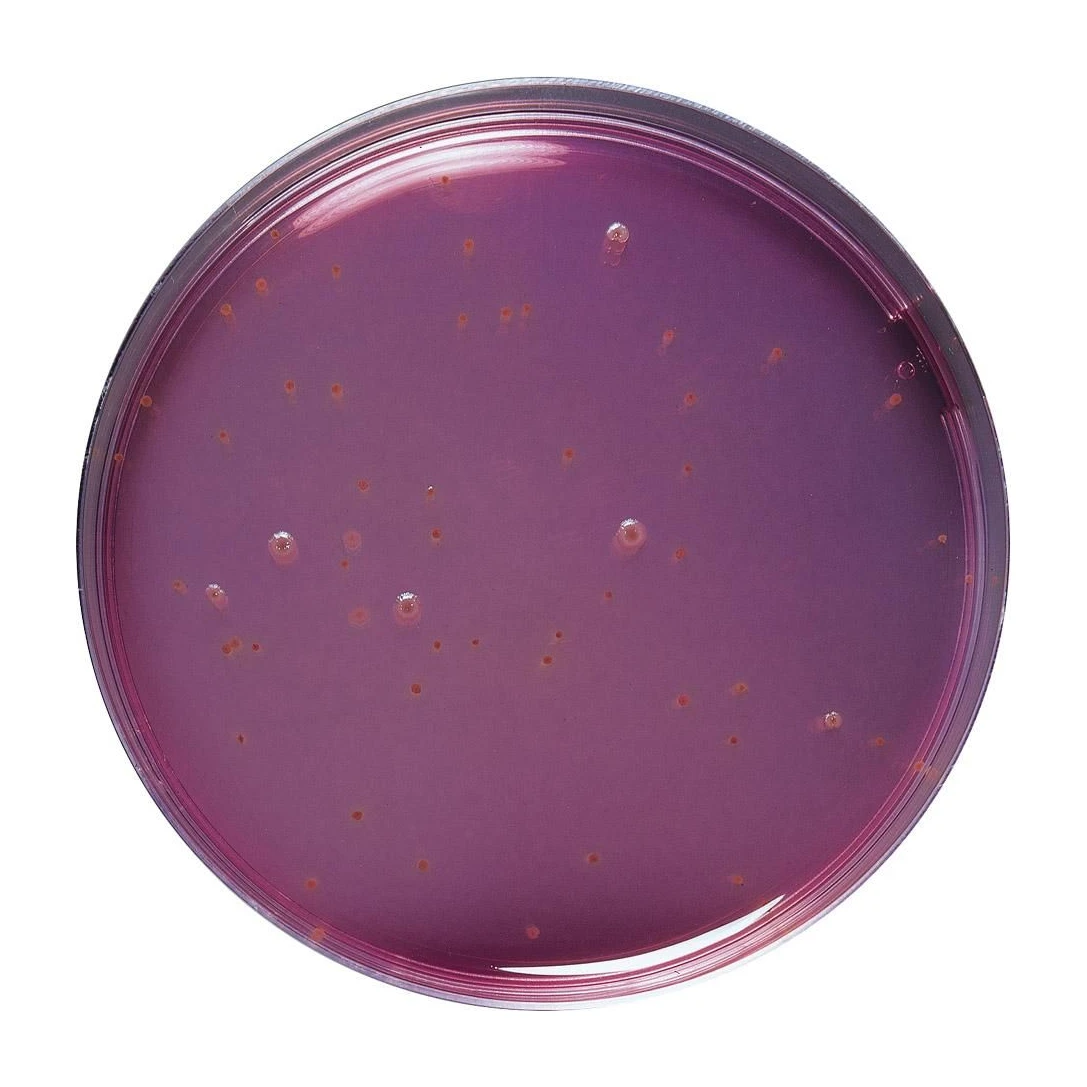 BCP Dextrose Agar 10X200 ml
