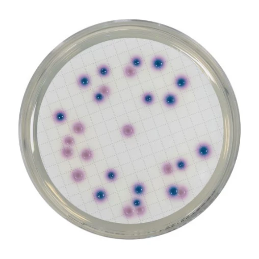 Chromogenic Coliform Agar CCA 500 G