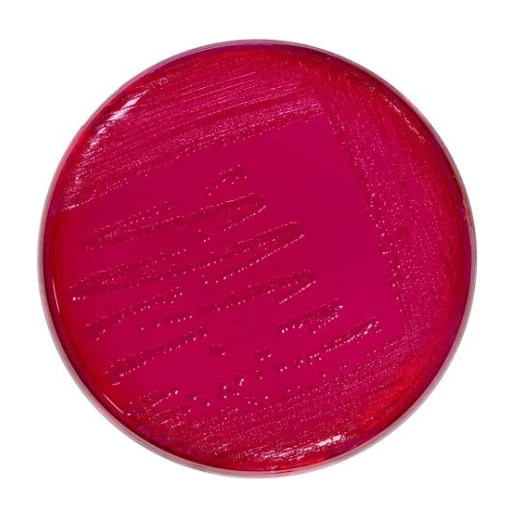 Brilliant Green Agar 500 G