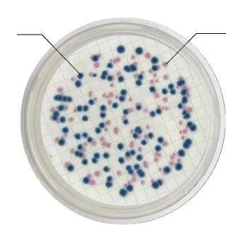 Chromogenic Coliform Agar CCA 20 Placas
