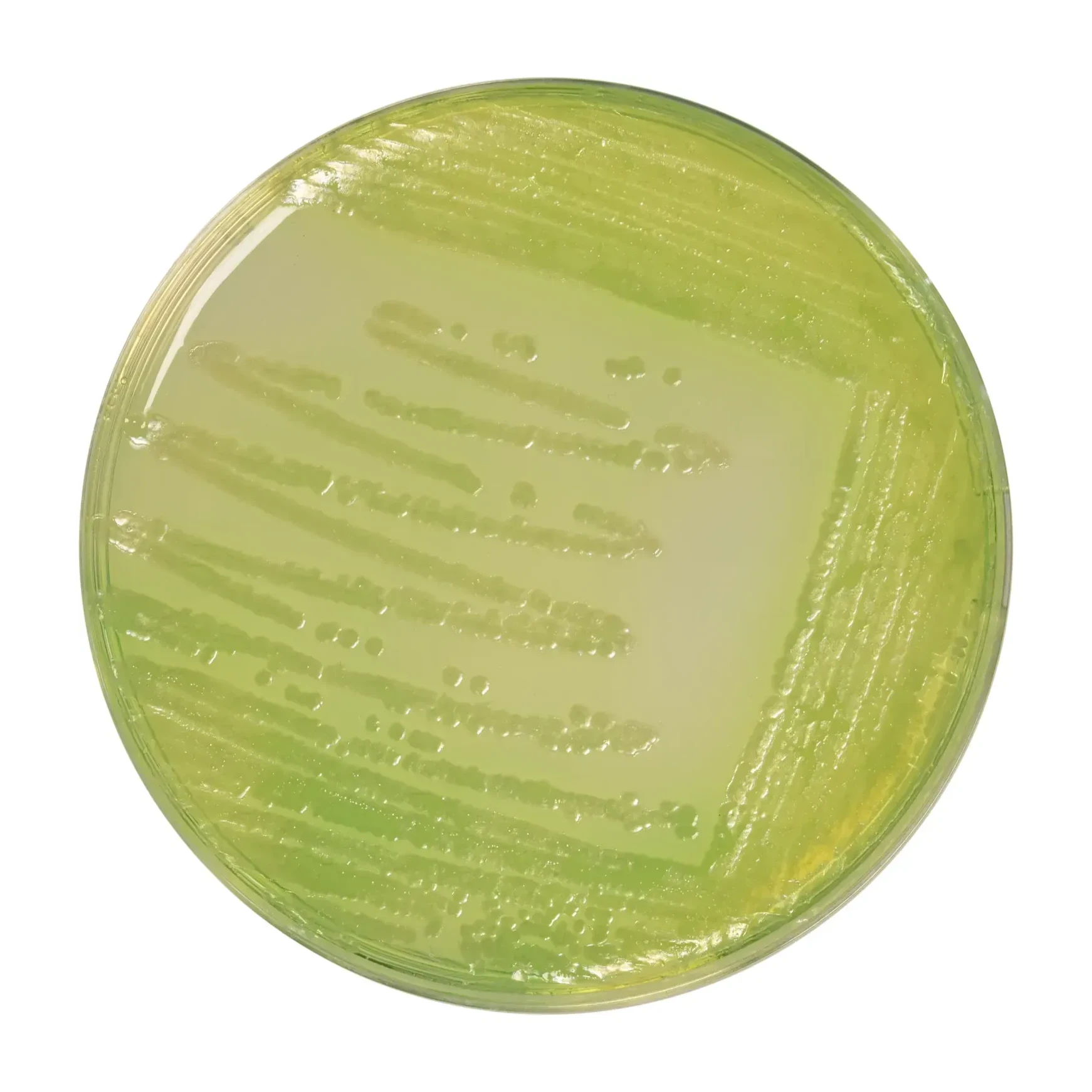CFC Agar Base 10x200 ml