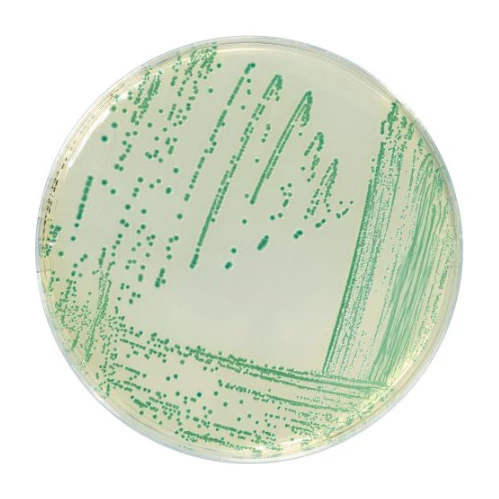 CHROMOGENIC CRONOBACTER ISOLATION AGAR  20 Placas