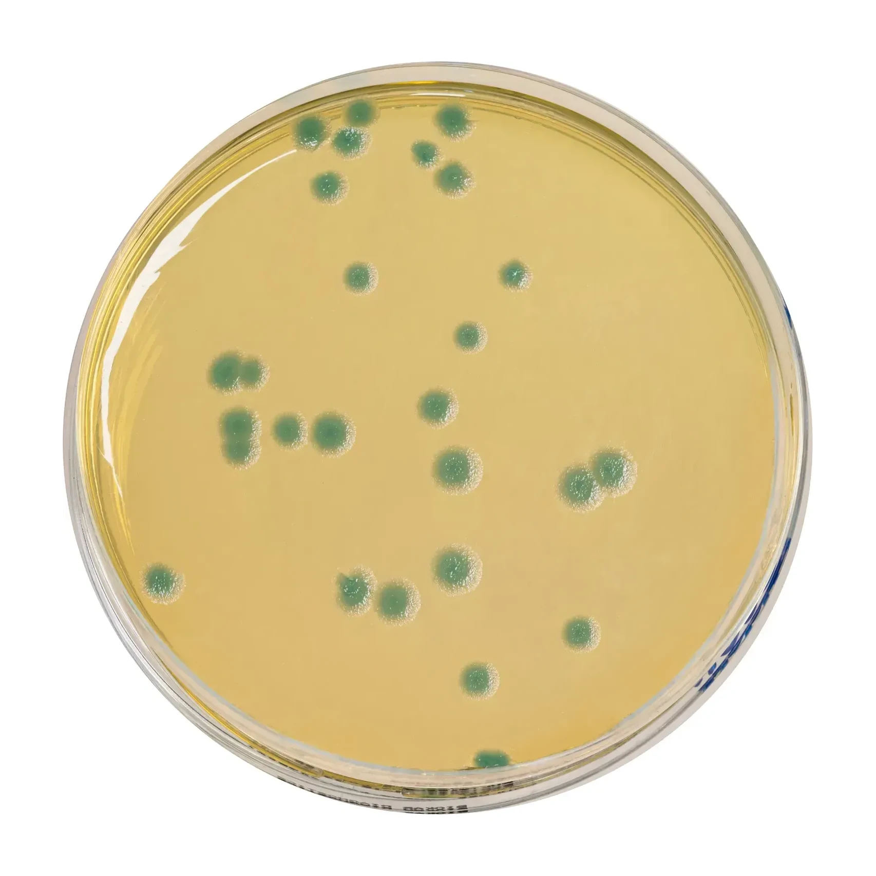 Compass B Cereus Agar 500 G