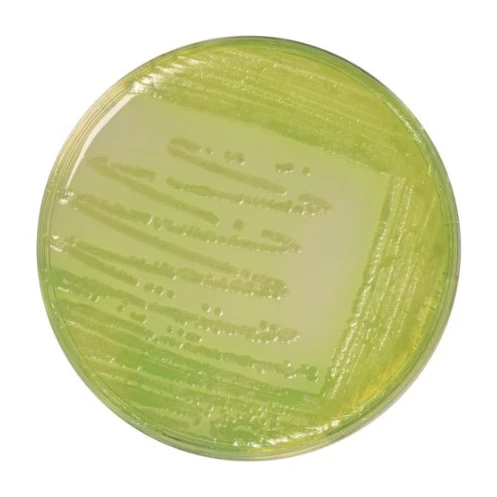 C.F.C. Agar Base 500 G