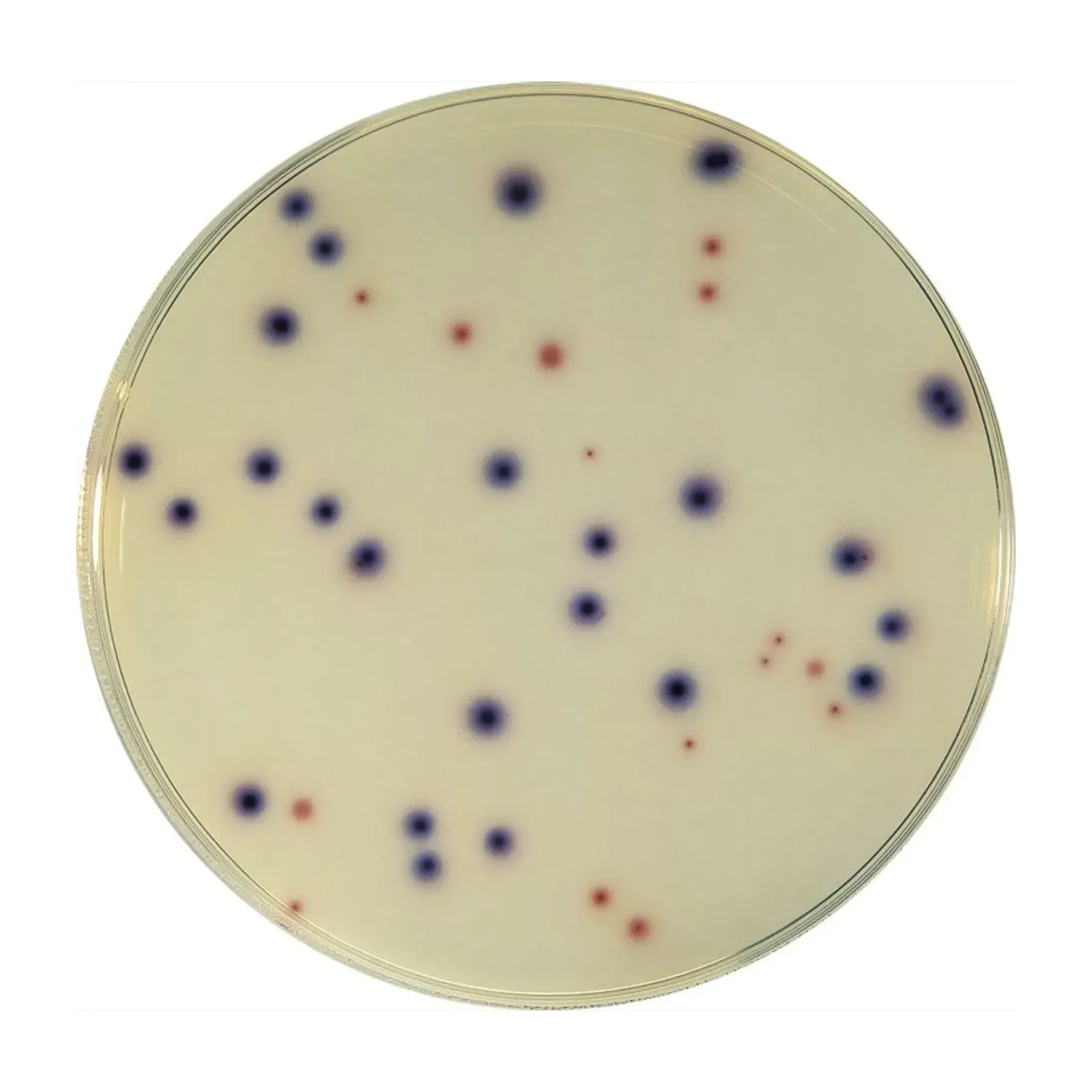 COMPASS® Enterococcus Agar Cx 20 Placas Ø 55 mm