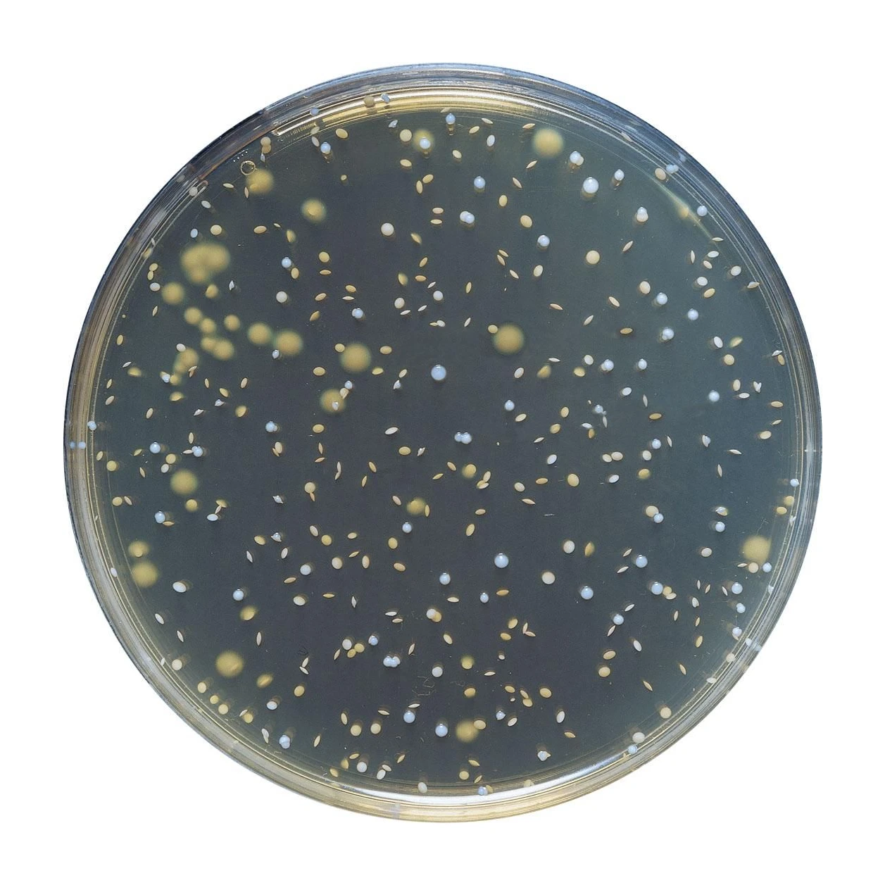 MRS Agar pH 5.7 10x200 ml