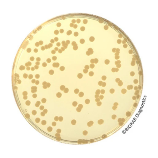 Tryptone Soy Agar 500 G