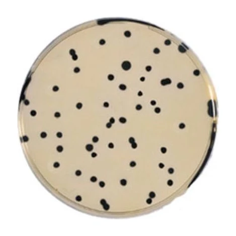T S C Agar 500 G